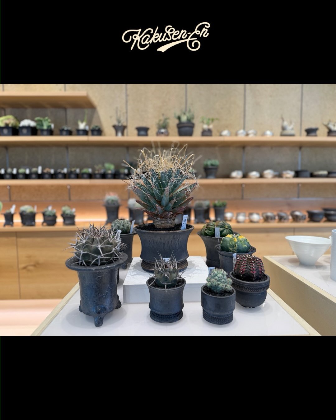 DAY2 本日最終日 商品追加致しました 本日もみなさまのご来店をお待ち