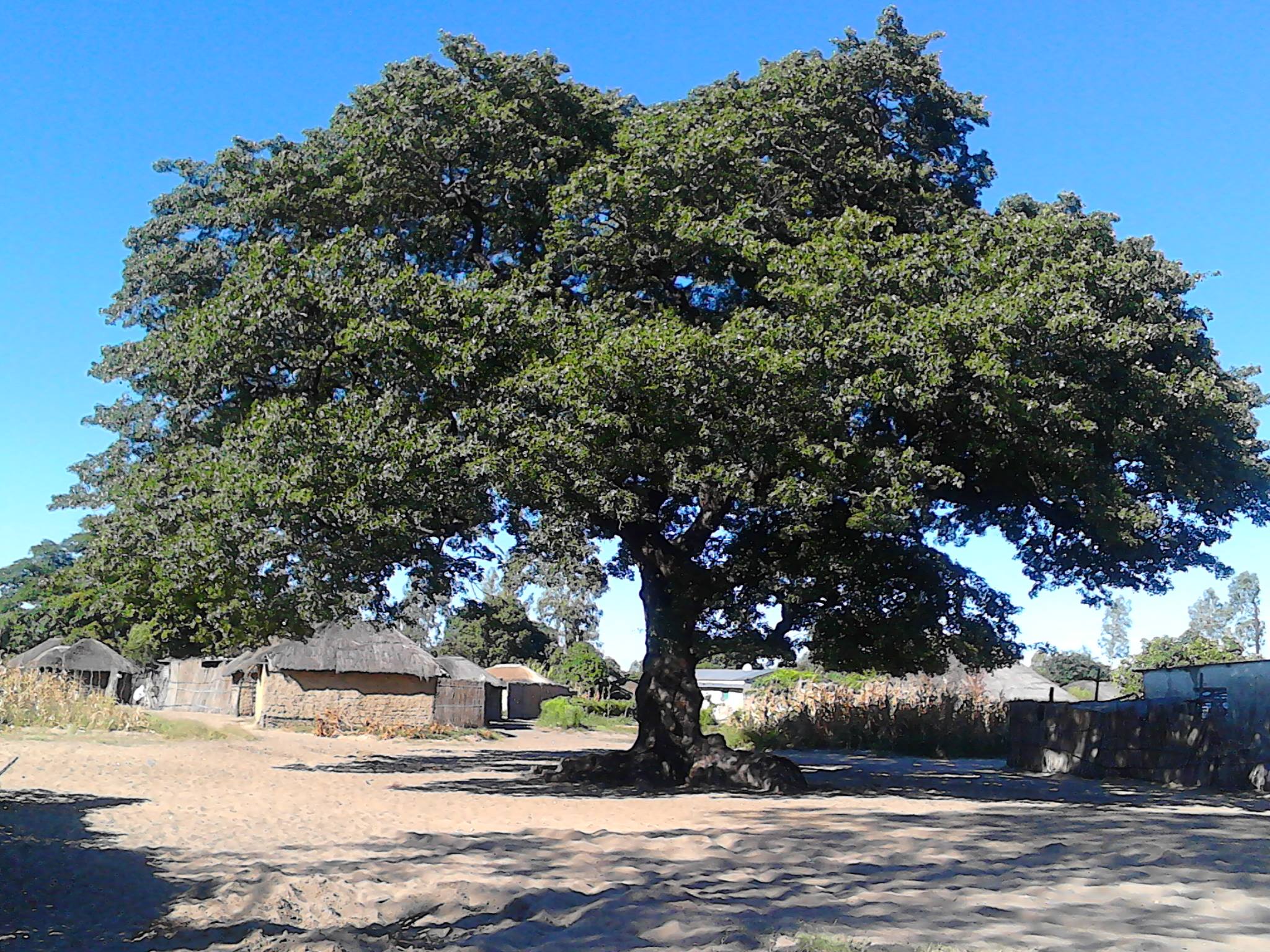 Kalabo Star - FOCUS: ‘Mukotokoto’ The Legendary Tree It... | Facebook