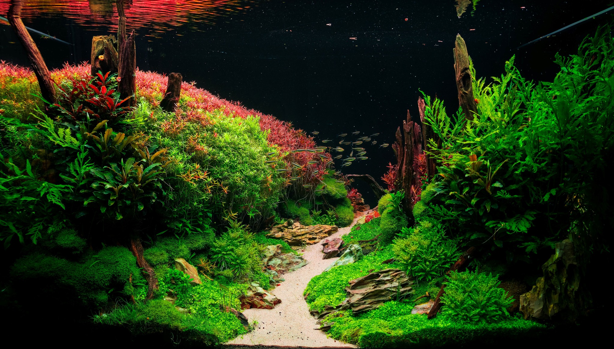 Hobby - Hoy os presentamos el acuario de un muy buen cliente nuestro ...