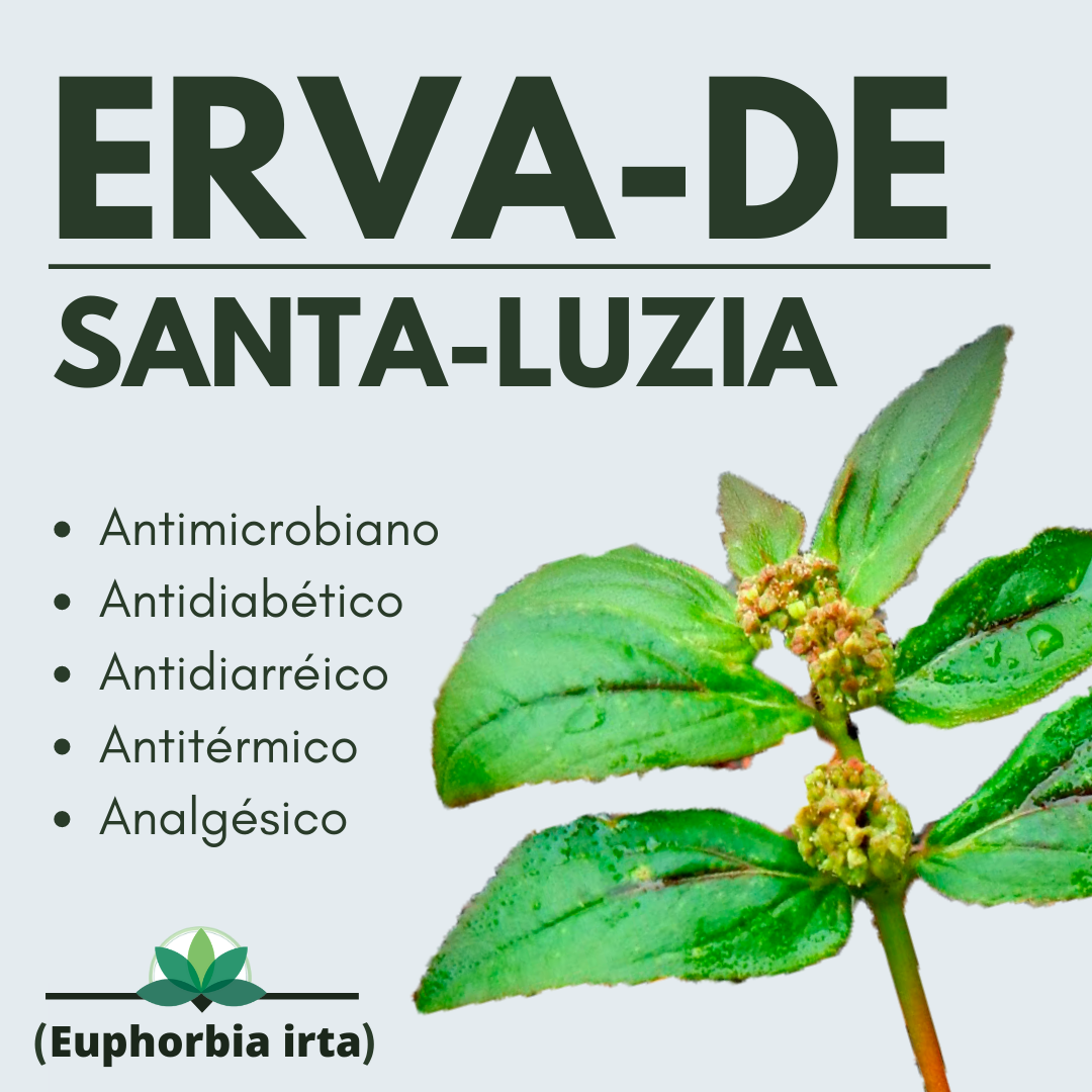 Empório folha e vida - Pense em uma planta que tem muitos nomes! Essa ...