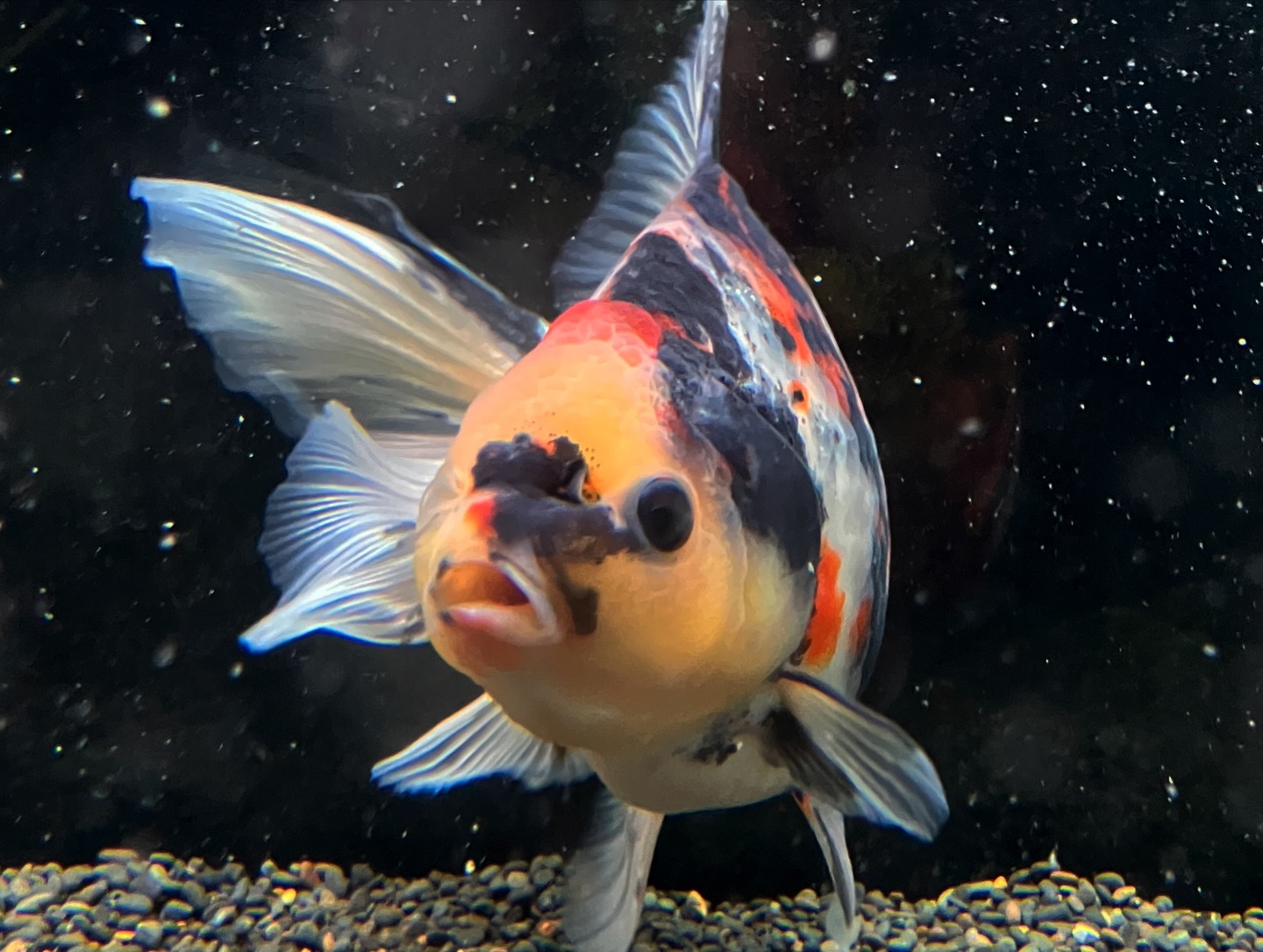 推し金魚一尾入魂です♪ 九州長洲産のジャンボ東錦です❗️ パンチの 