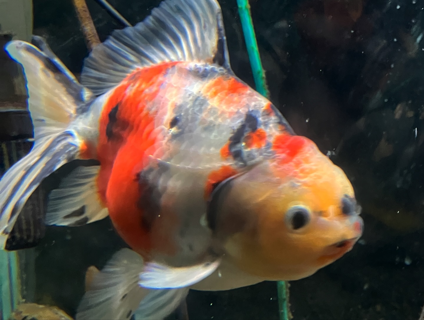 推し金魚一尾入魂です♪ 九州長洲産のジャンボ東錦です❗️ パンチの 