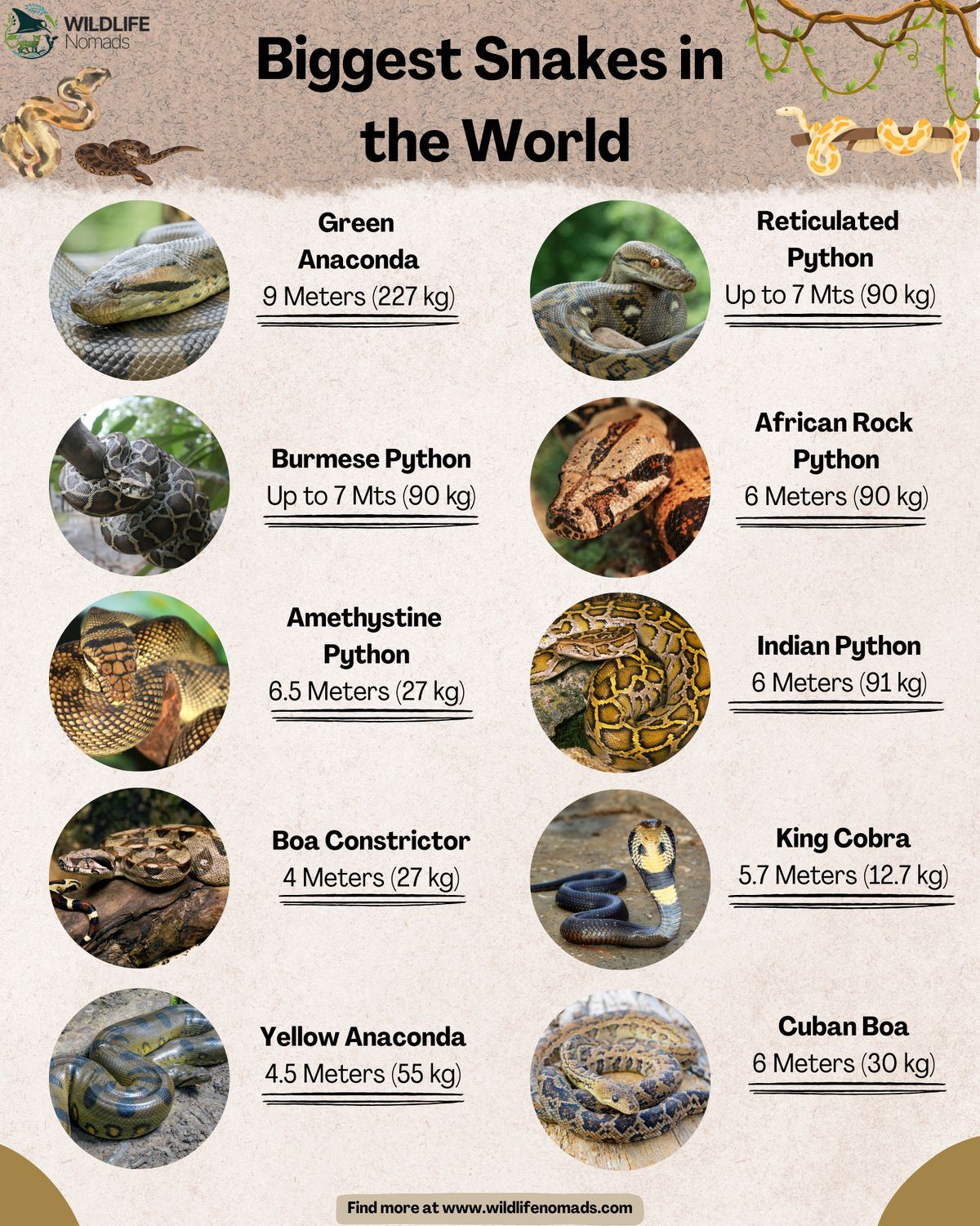 Ceres Science - Biggest Snakes in the World by Wildlife... | Facebook