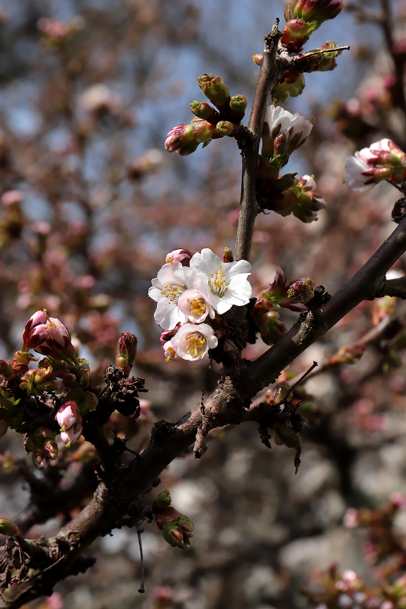 根室振興局の桜 開花しました】 ＜2026/4/27＞ 今朝見たら、5輪開花し