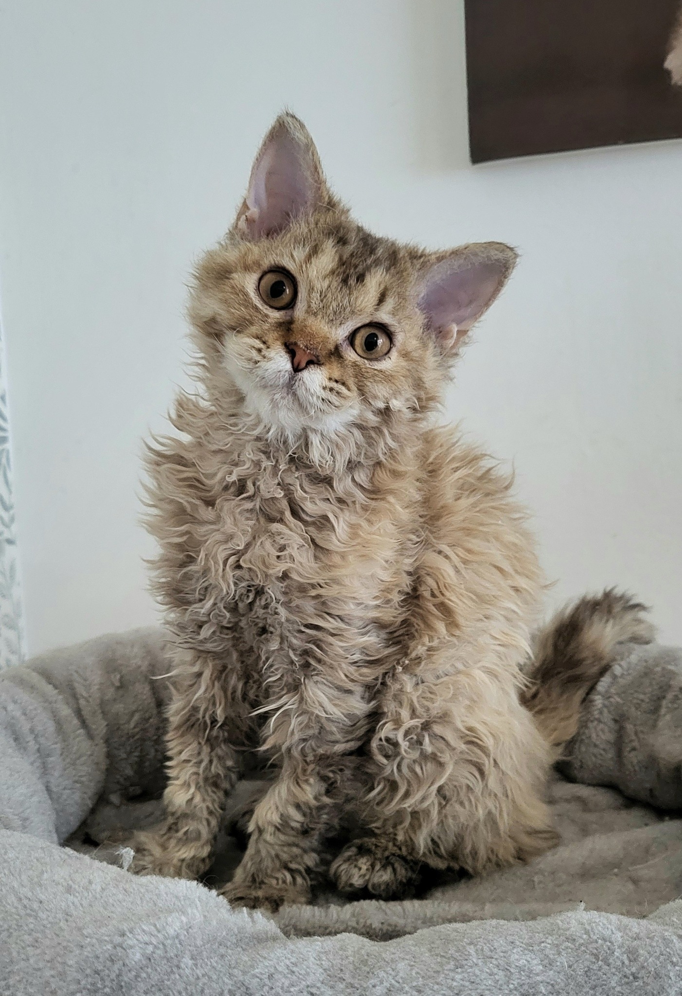 boucles-selkirk-rex-added-a-new-photo-boucles-selkirk-rex