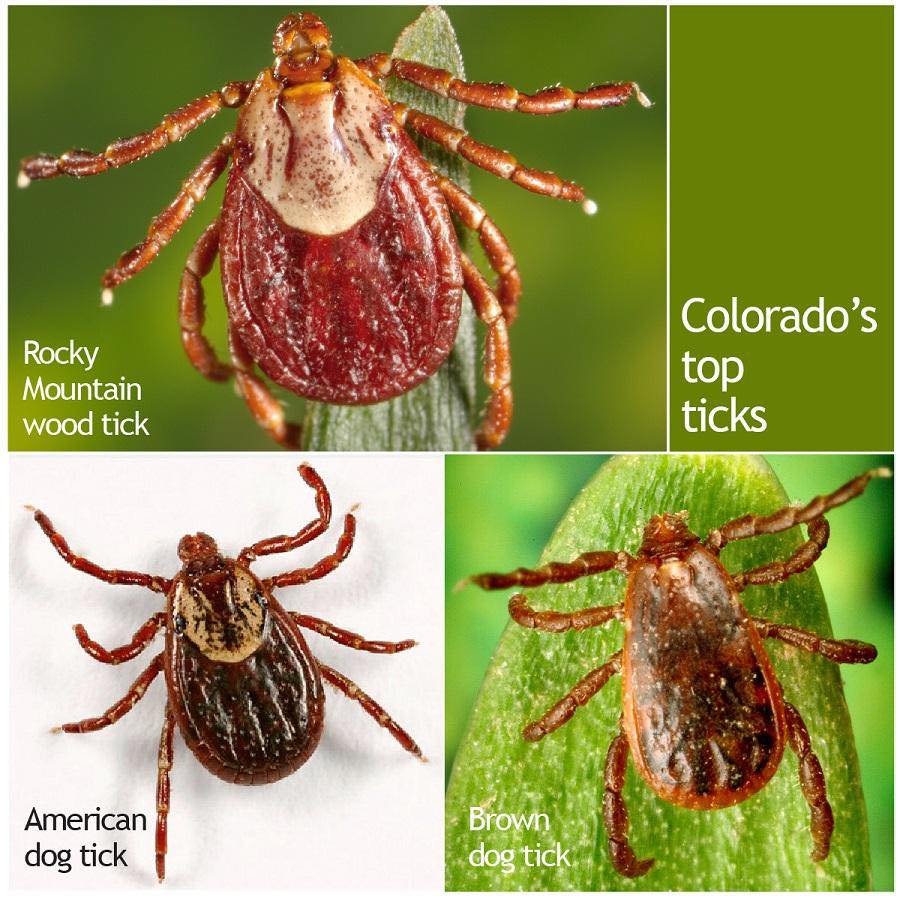 Crow - Tick Season is Coming – Be Prepared! As the weather warms up, so ...