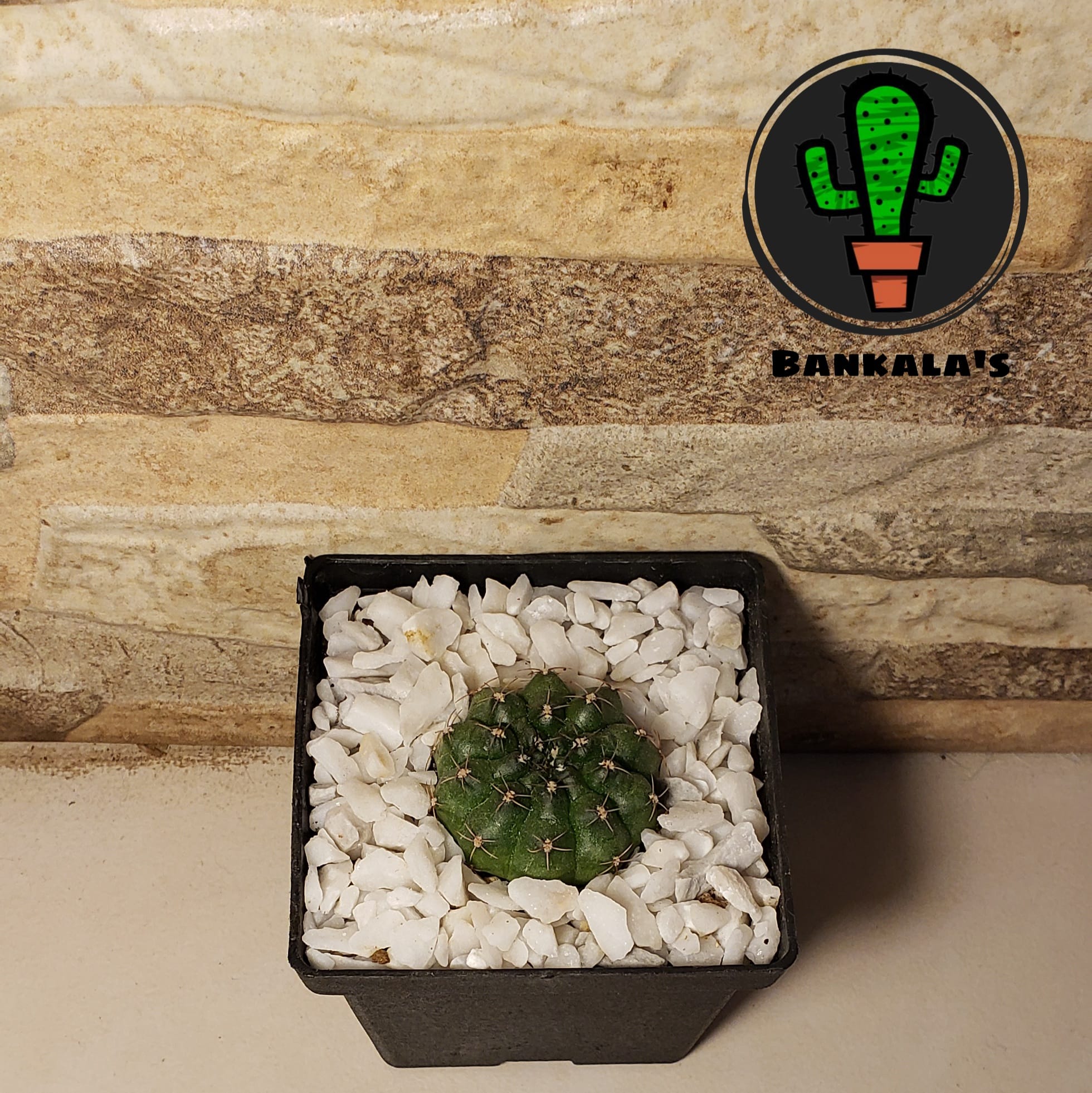 ⛔Agotado⛔ Gymnocalycium Q20 . . .... - Bankala's Cactus | Facebook