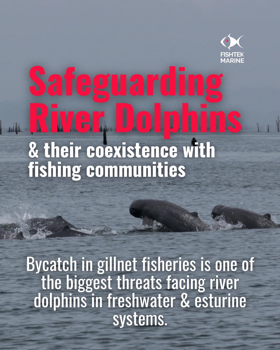 Fishtek - 🐬👏Bycatch mitigation competition winners👏🐬 - Team 4 - Cifamac ...