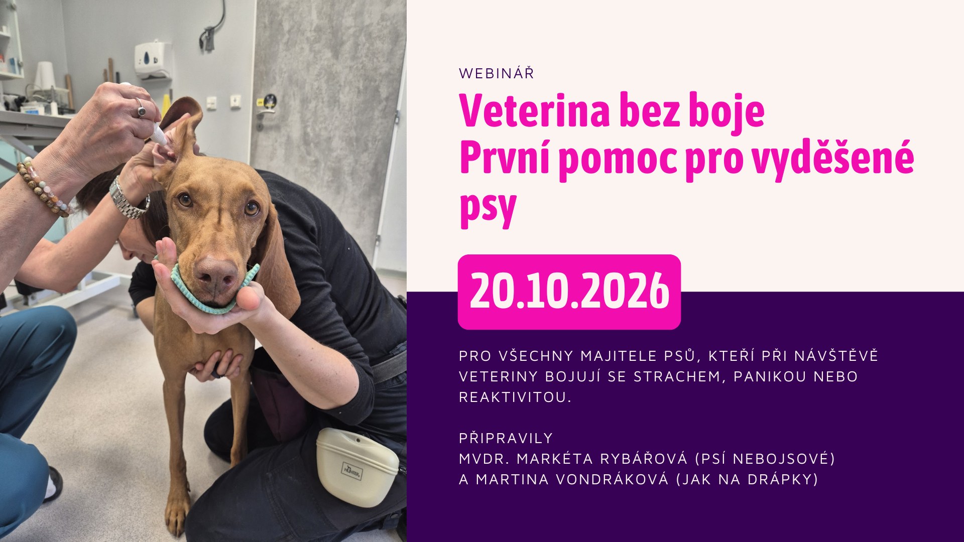 Veterina bez boje: První pomoc pro vyděšené psy