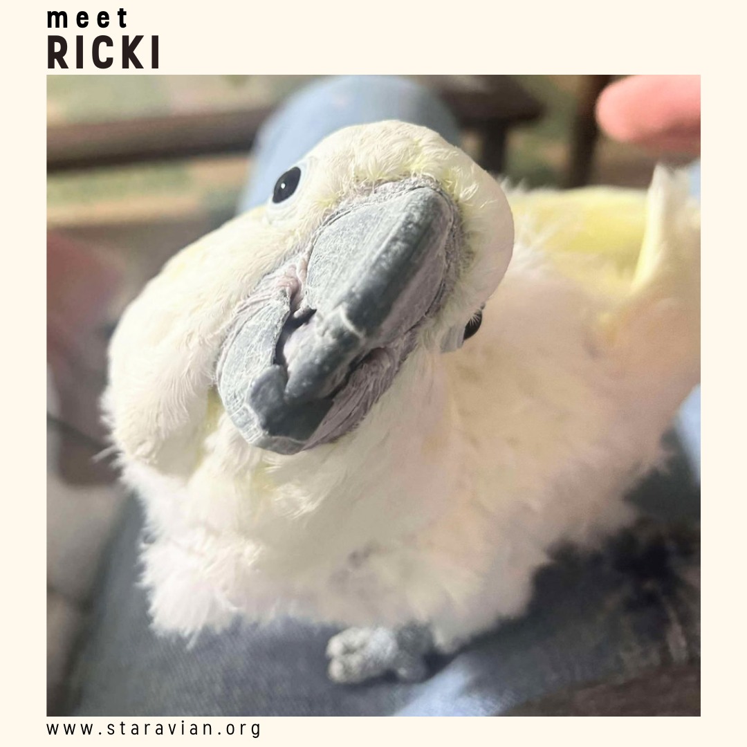 STAR - Ricki is a musical, dancing, chatterbox cockatoo in his 20s who ...