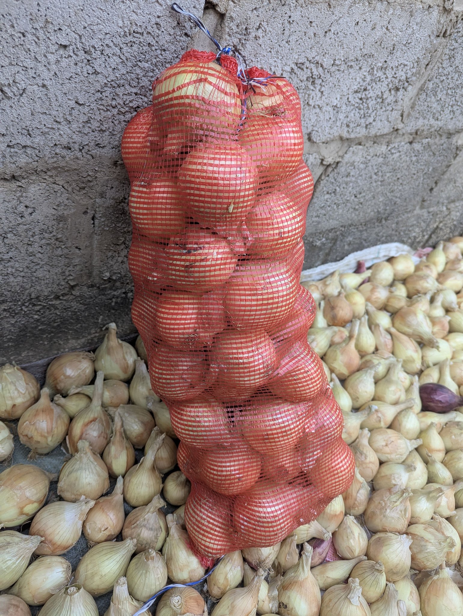 onion 10キロ This 10kg sack contained 50 Onions