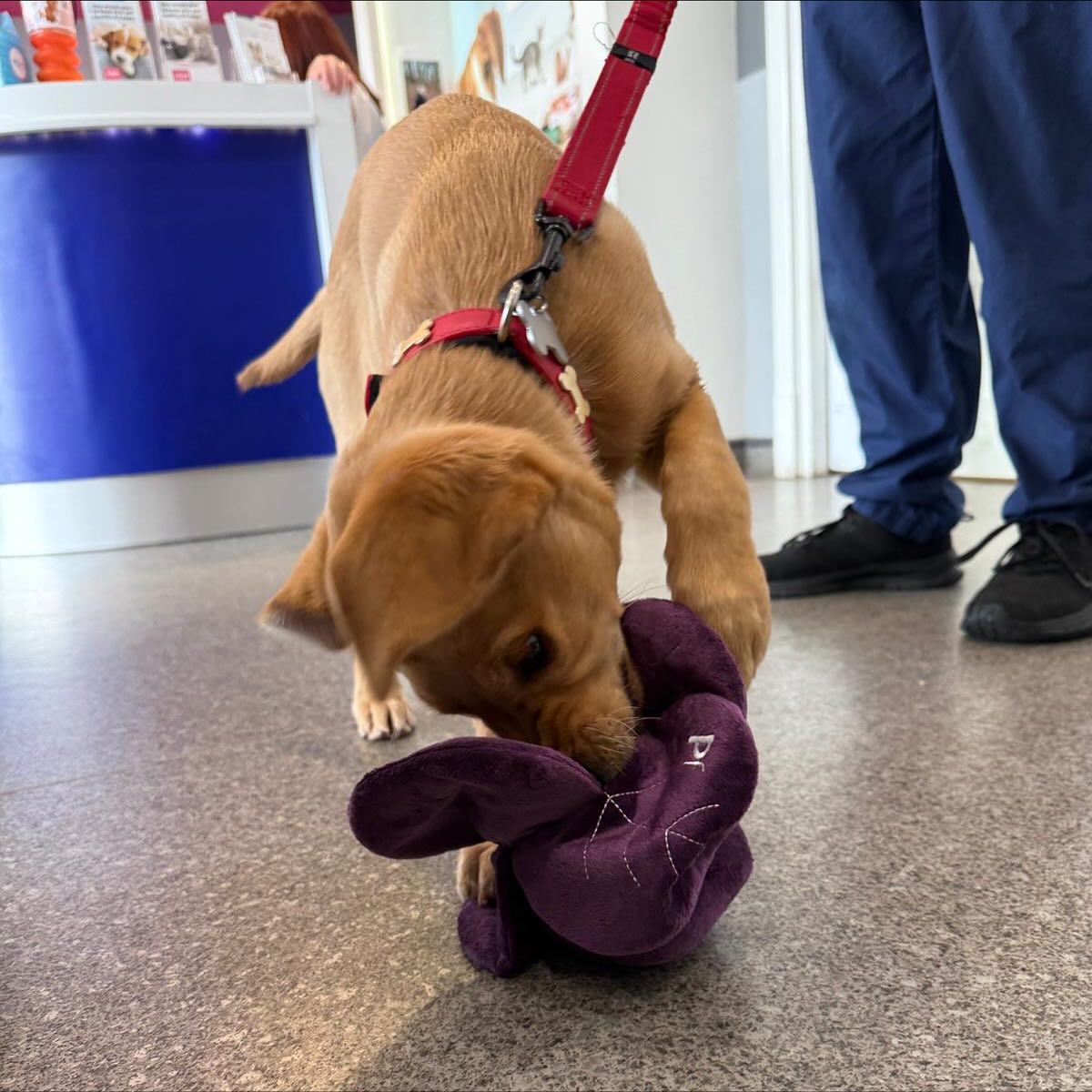 Meet Ruby! The 13 week old Labrador... - Vets4Pets Woolwell | Facebook