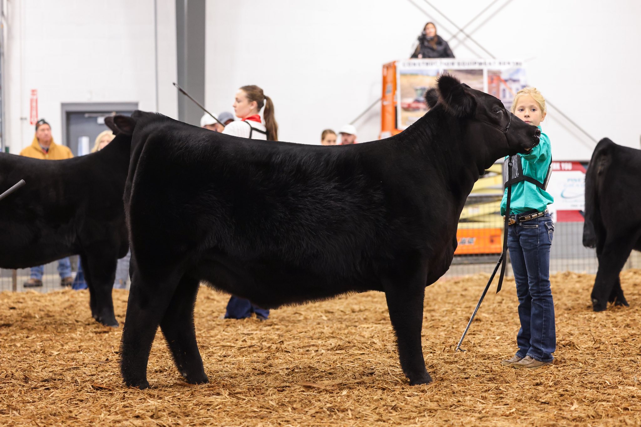 Dupler Cattle | Mount Perry OH