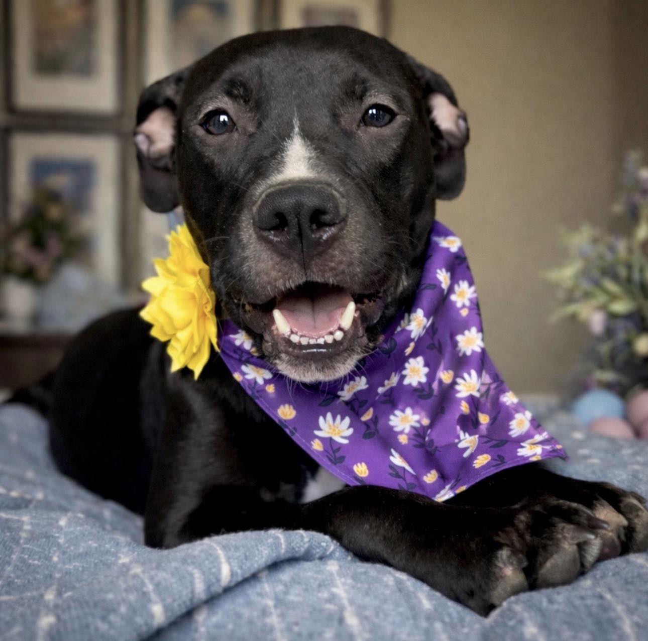 Isn't life better with a Daisy? 🌼🐾 This happy-go-lucky 8-month