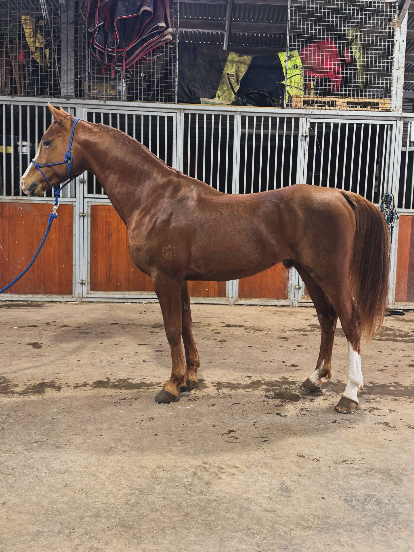 Bullio Razorback | Orange NSW