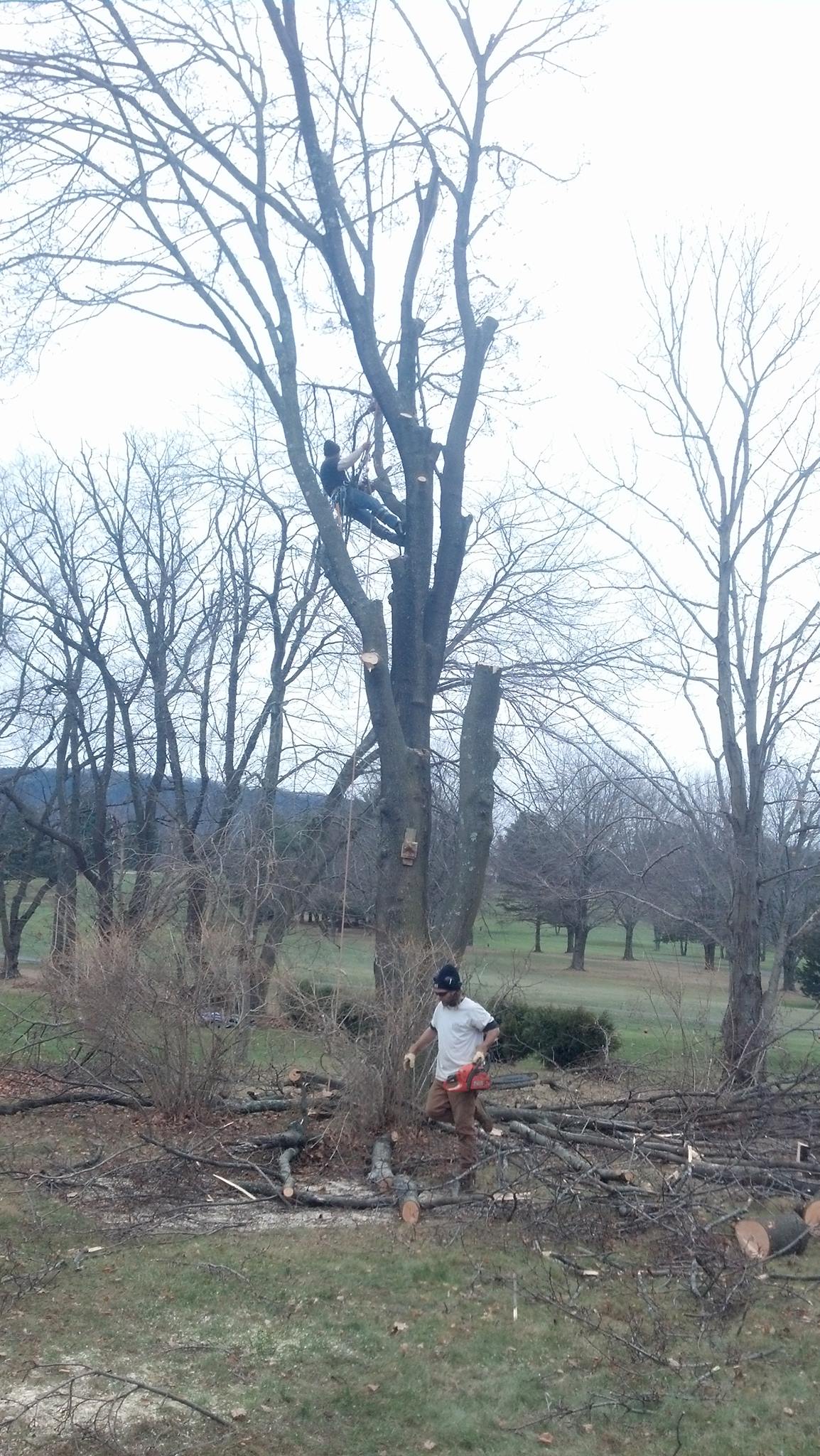 Cockaponset Tree Service | Haddam CT