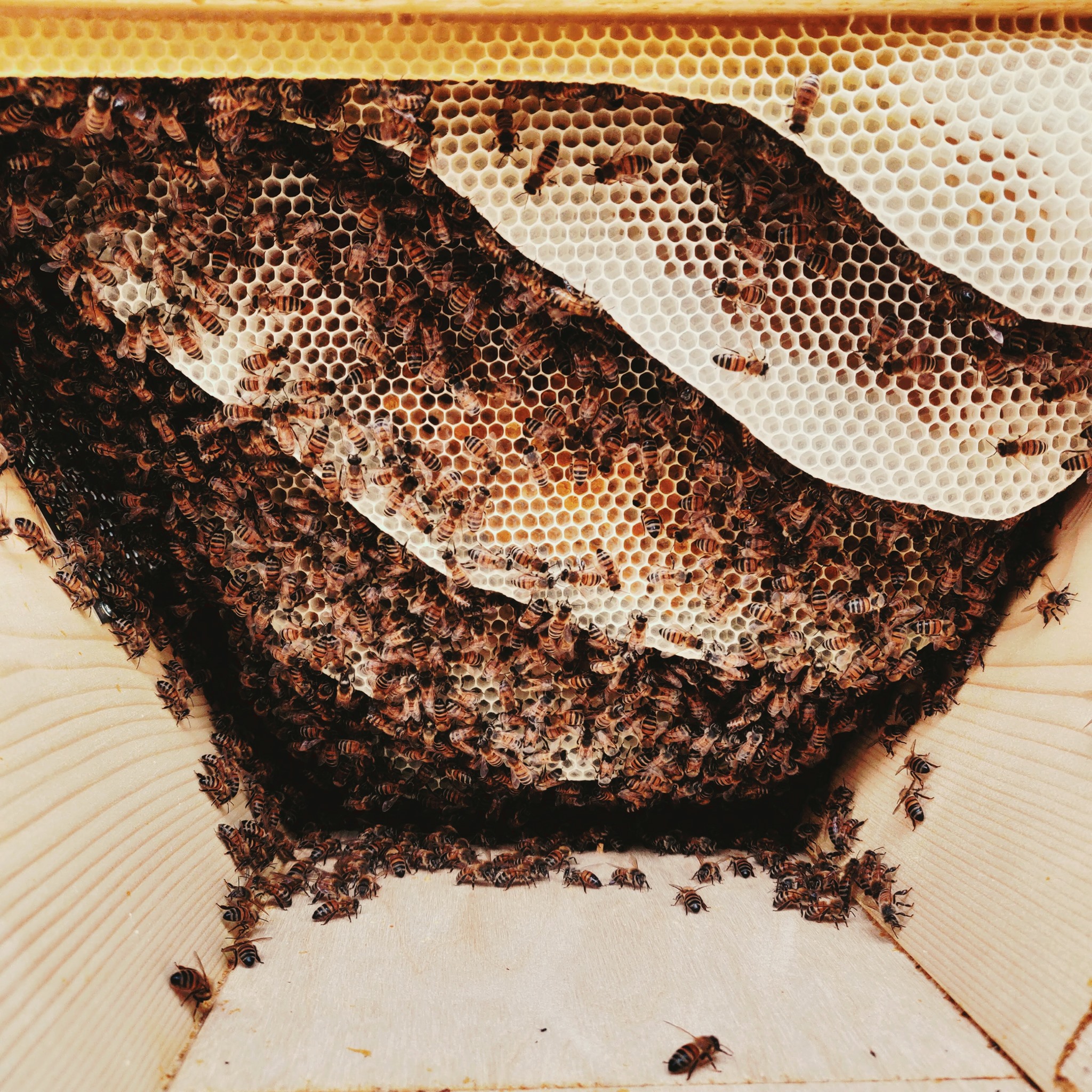 Bioapi - LA BELLEZZA DEL MONDO CE LA INSEGNANO LE API 🐝... | Facebook