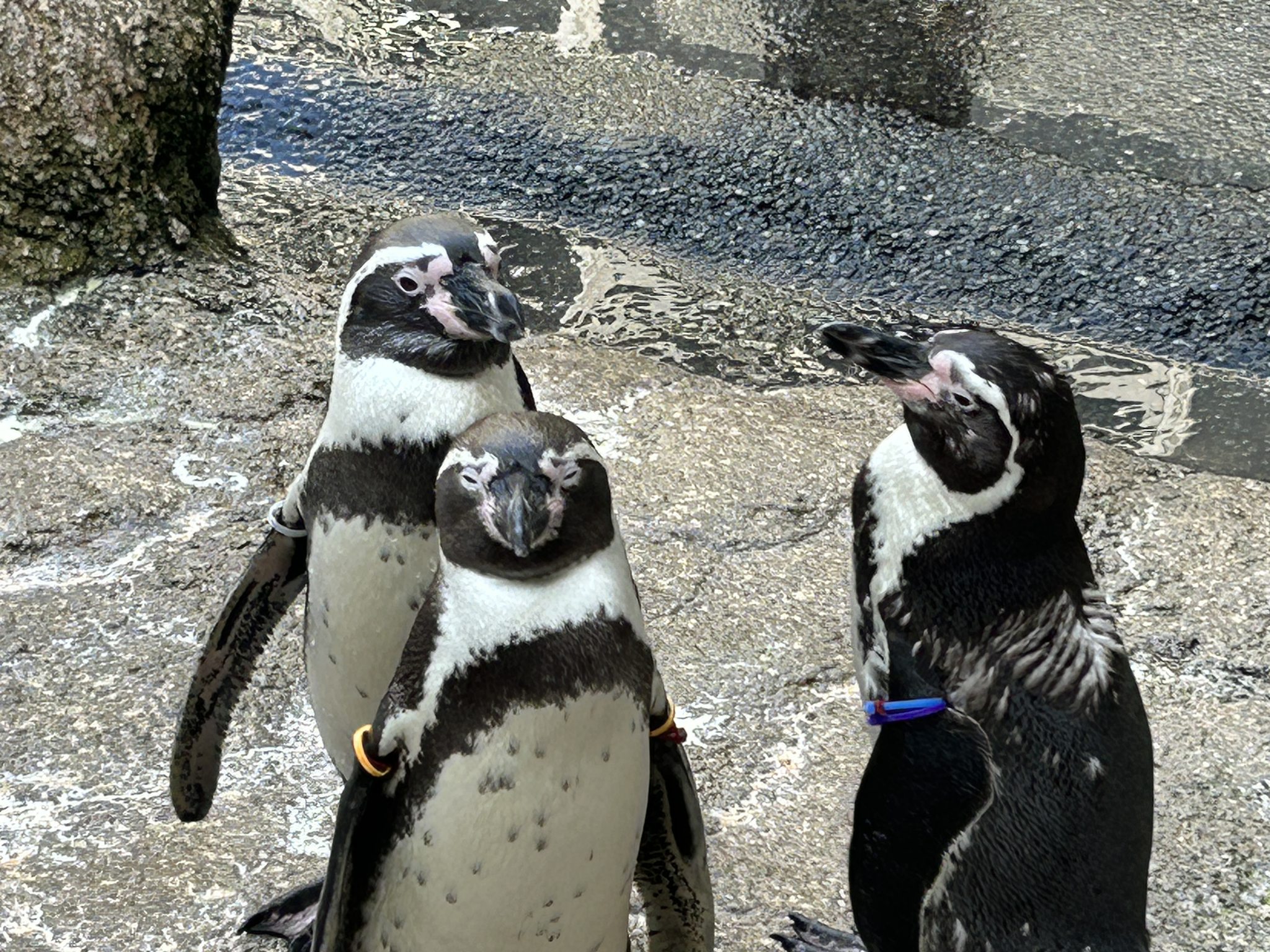 長崎ペンギン水族館 Nagasaki - フンボルトペンギンの親子をパシャリ