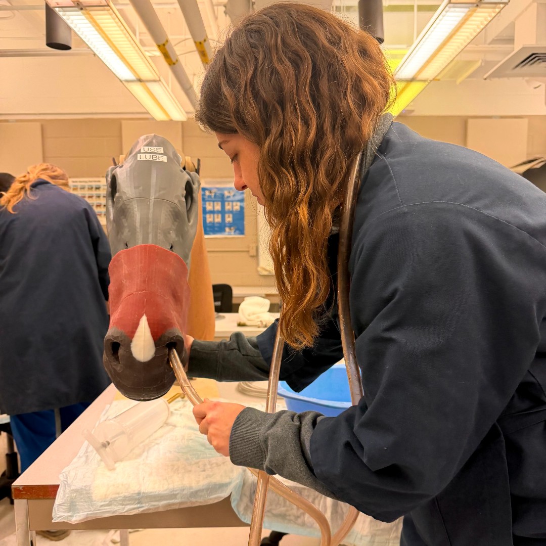If you have ever seen a veterinarian pass a tube through a horse’s nose ...