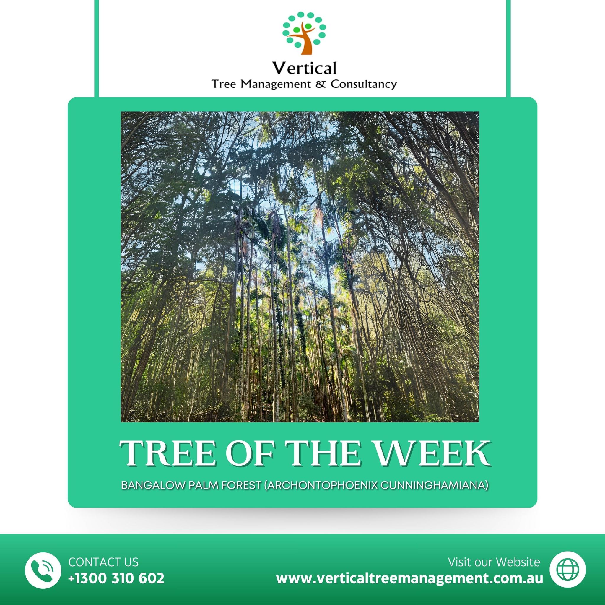 Vertical Tree Management & Consultancy