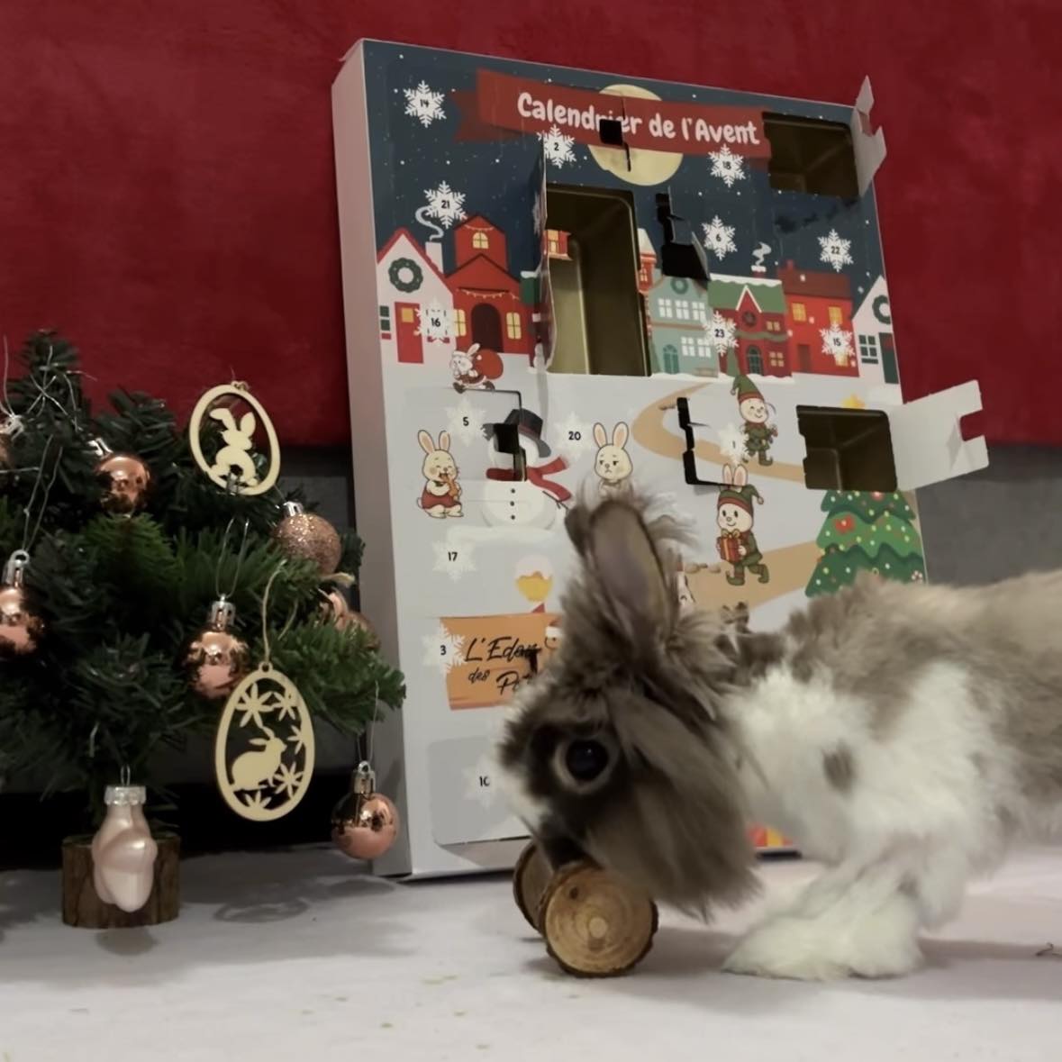 Calendrier De L’Avent Friandises Pour Lapins Et Rongeurs - 20 Saveurs Naturelles + 4 Jouets - L’Eden Des Pattounes