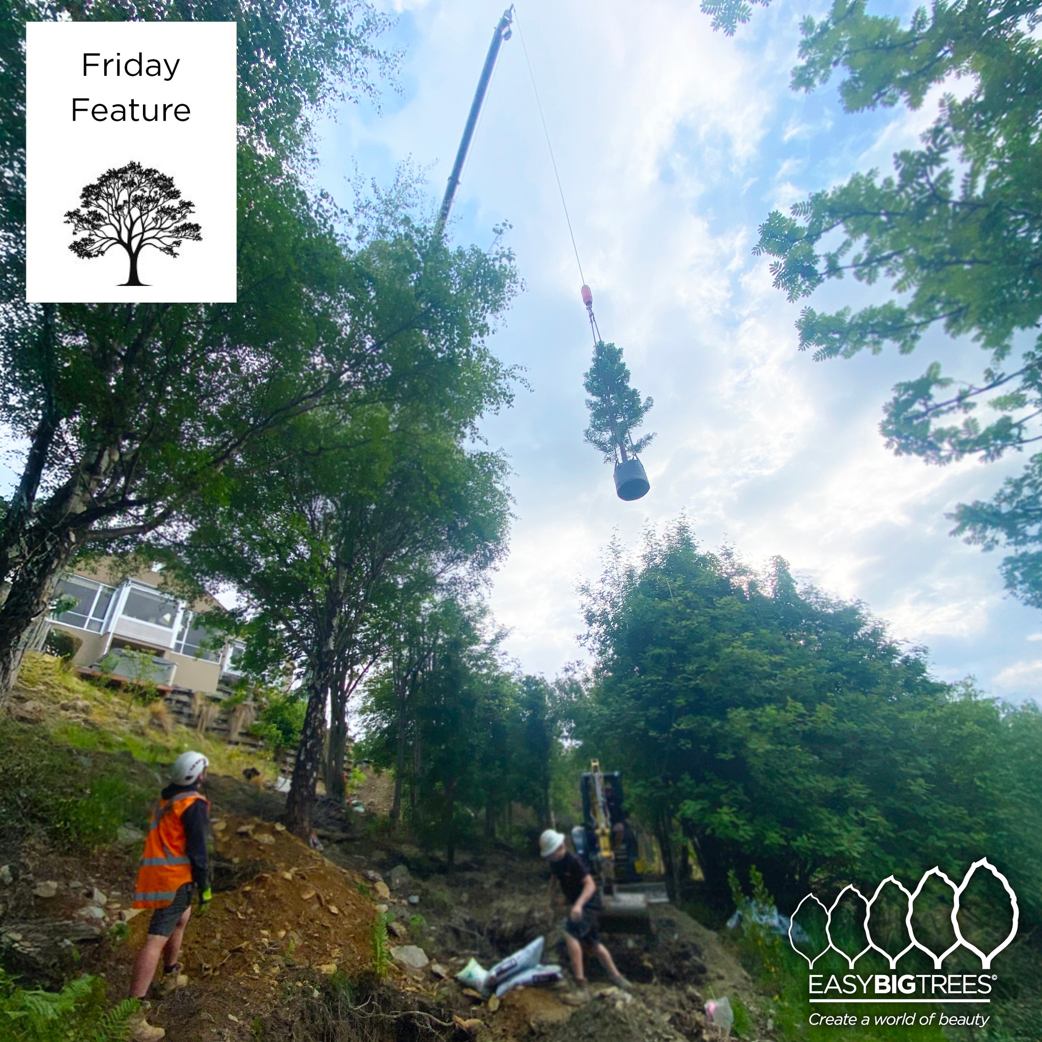 Easy Big Trees - 🌲 Friday Feature: A Redwood with Reach 🌲... | Facebook