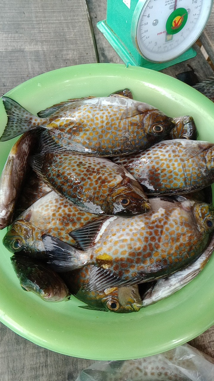 Cộng Đồng Dân Bãi Bổn | Mẹ e đc mấy ký cá rìa 90k 1ky ai ăn e giao nha ...