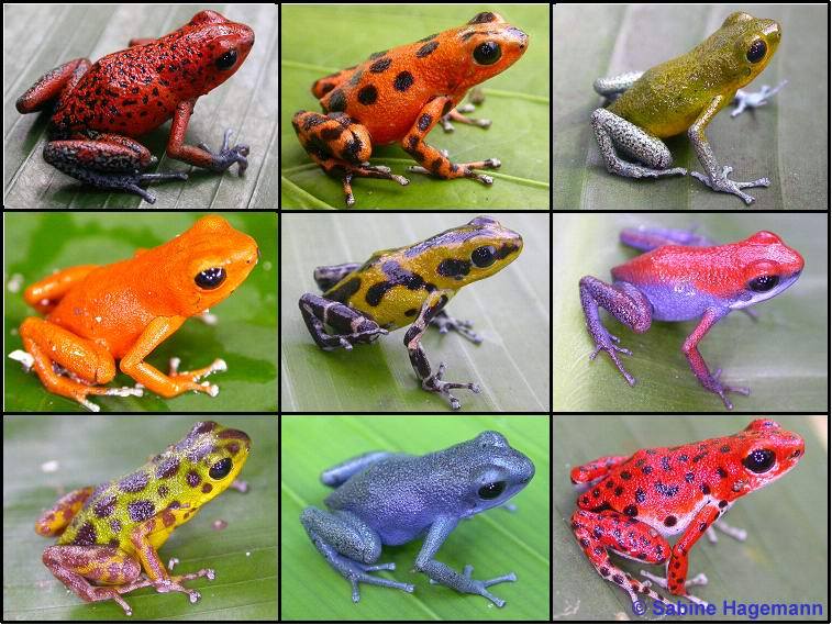 Los animales mas lindos del mundo