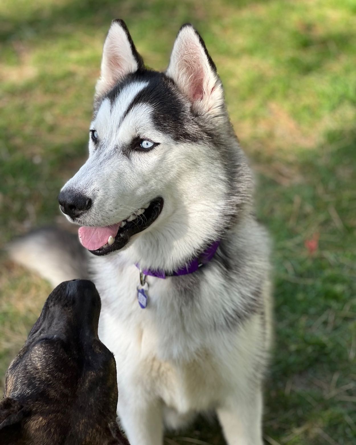 Sandy Paws Rescue Inc.