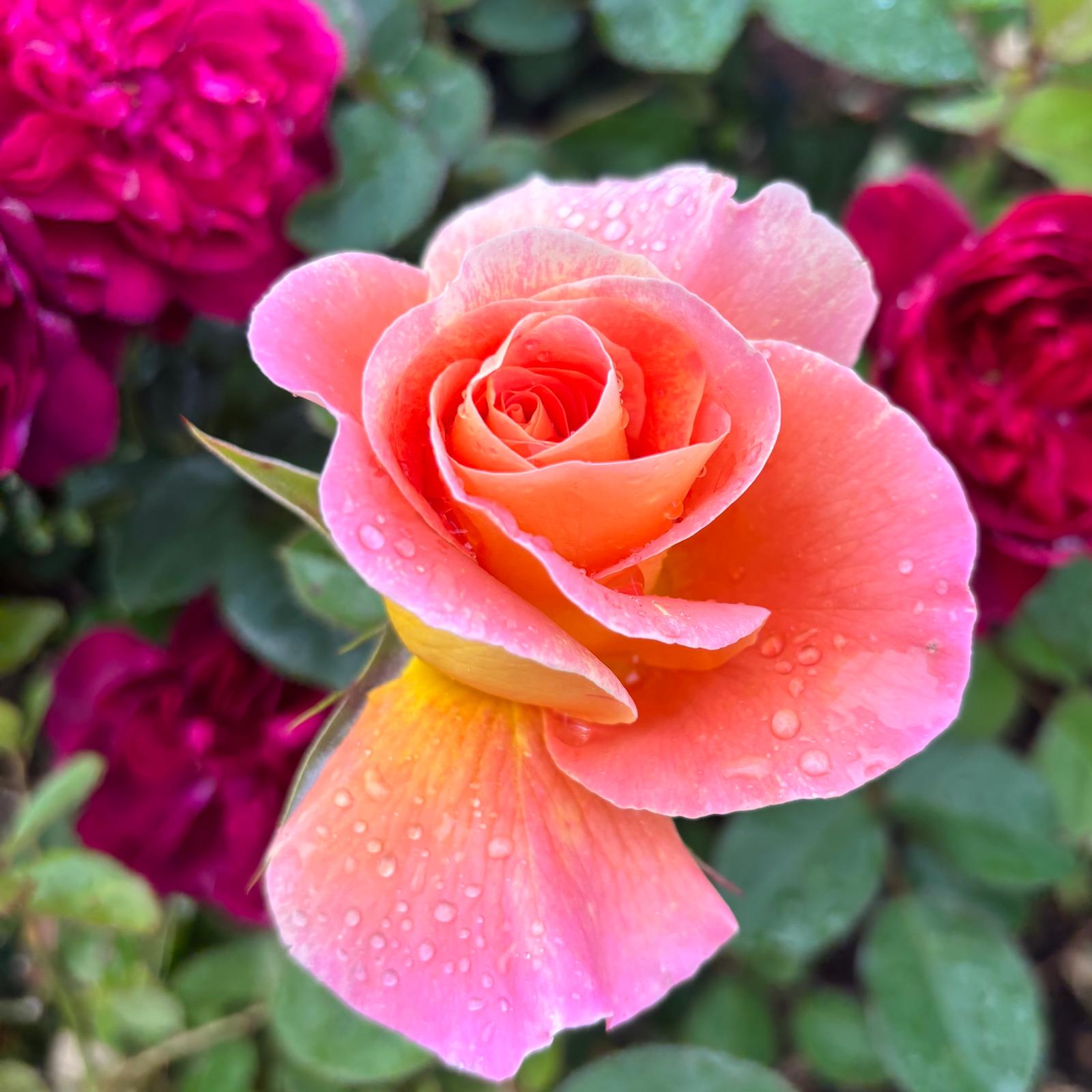 Wagner's Rose Nursery added a new... - Wagner's Rose Nursery