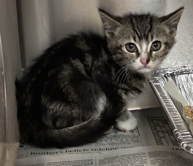 Kitty - Networking appreciated and encouraged but NO PLEDGING
