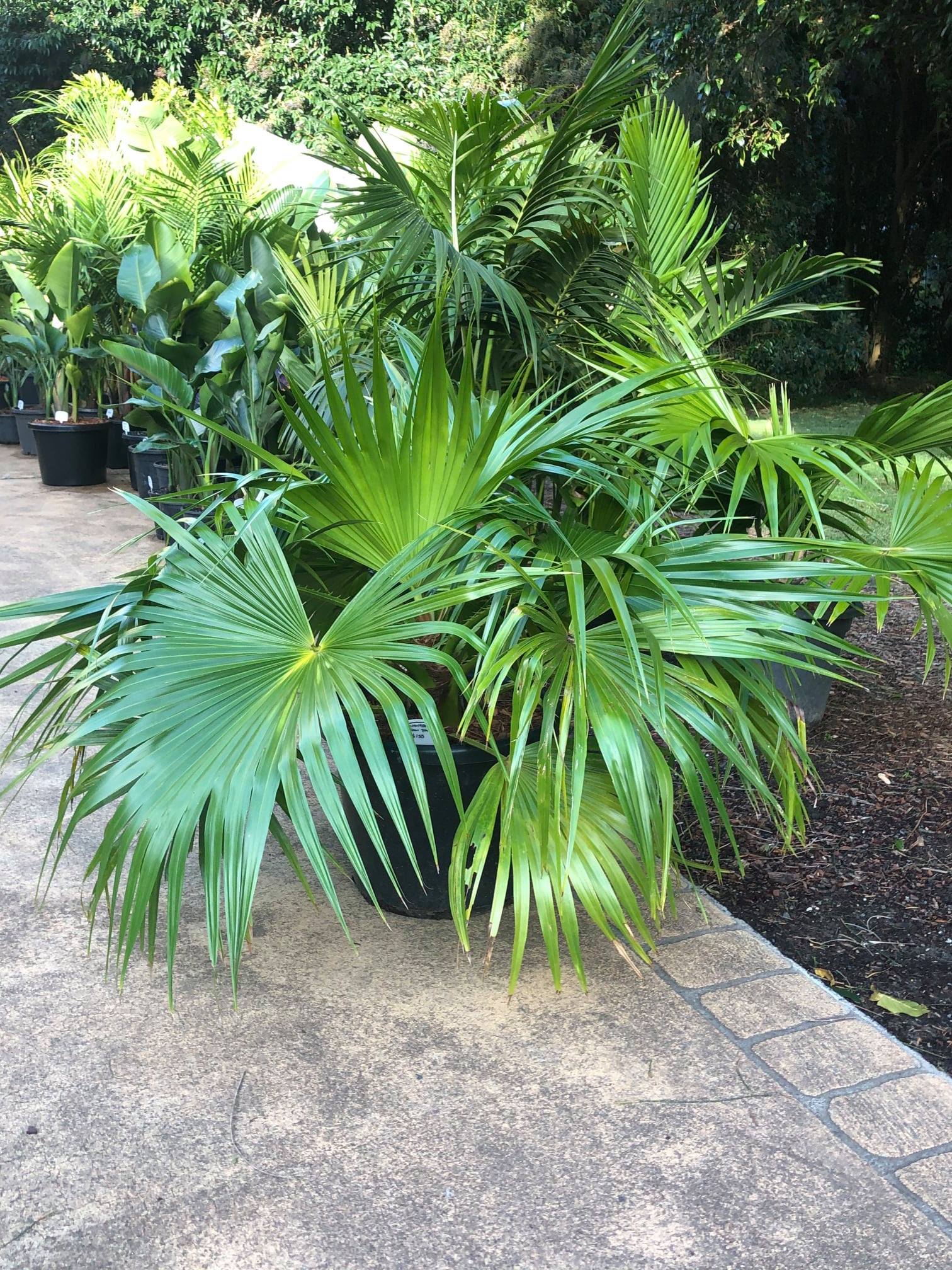 South Coast Plants - These new arrivals are sure to impress 🌿Chinese ...