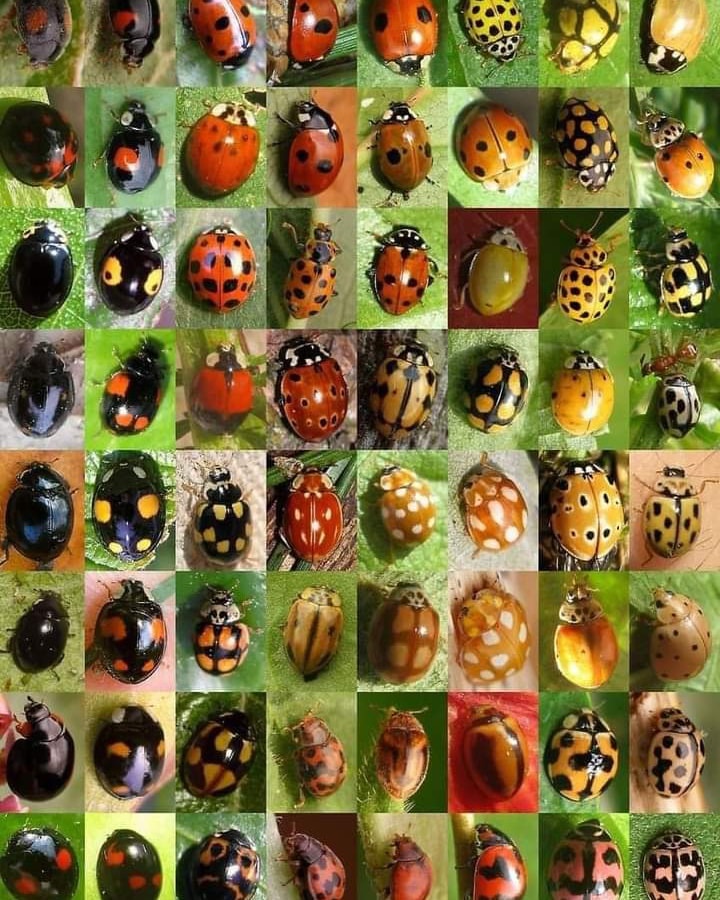 Lot De 6 Figurines Gashapon (capsule Toys) Coccinelle - Série 05 - Diverses Variétés - Japon 2020