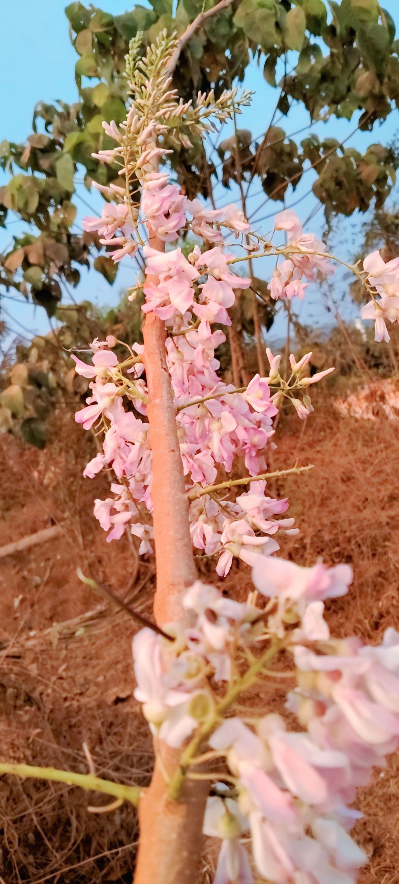 Sebul Hoque