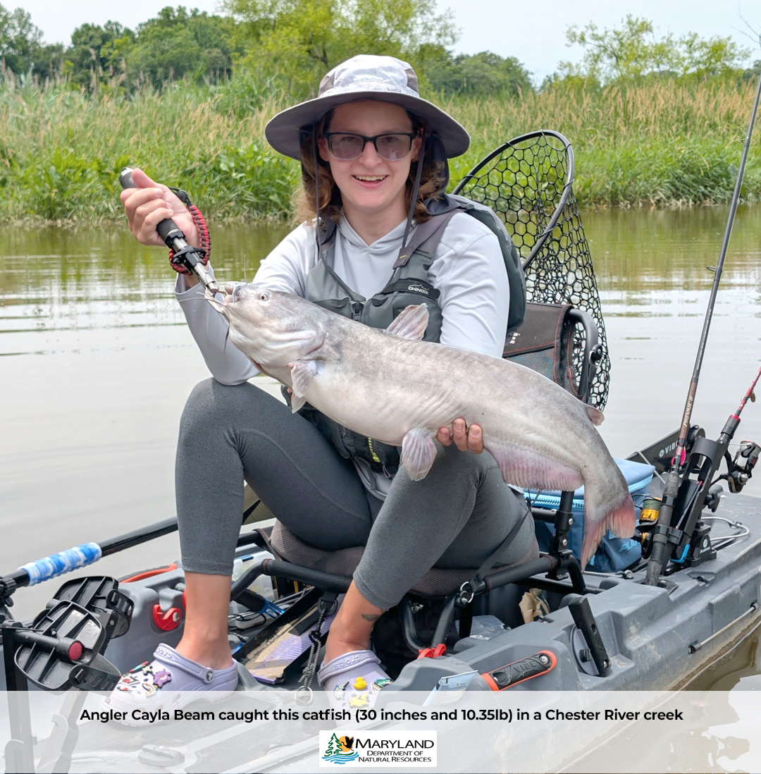 best deals on g loomis fishing rods G.Loomis IMX PRO Bass Spinnerbait Casting Rod and versatility. Color:Cajun Cricket Durable Design VINTAGE COMPAC CLIPPER NO.