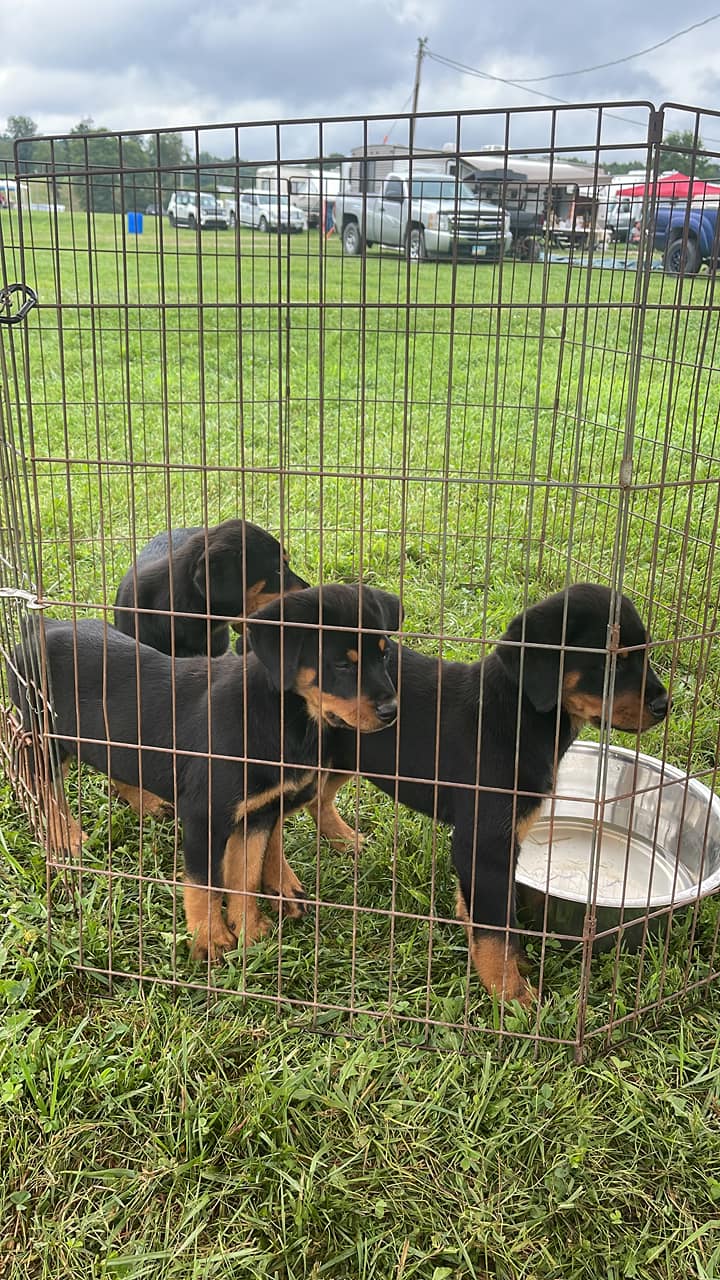 Buckeye Rottweiler’s