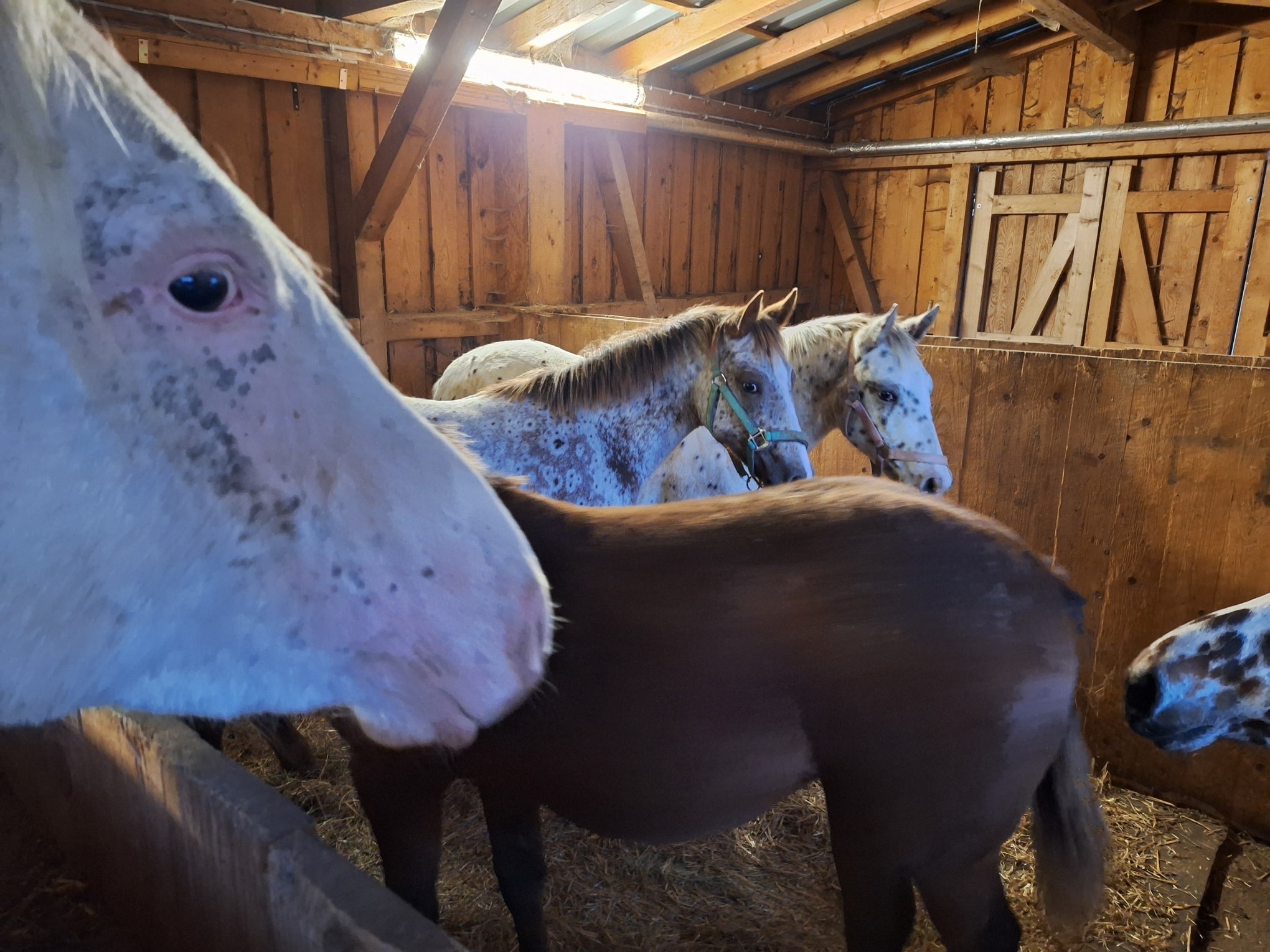 Green Hills Appaloosa Ranch... - Green Hills Appaloosa Ranch