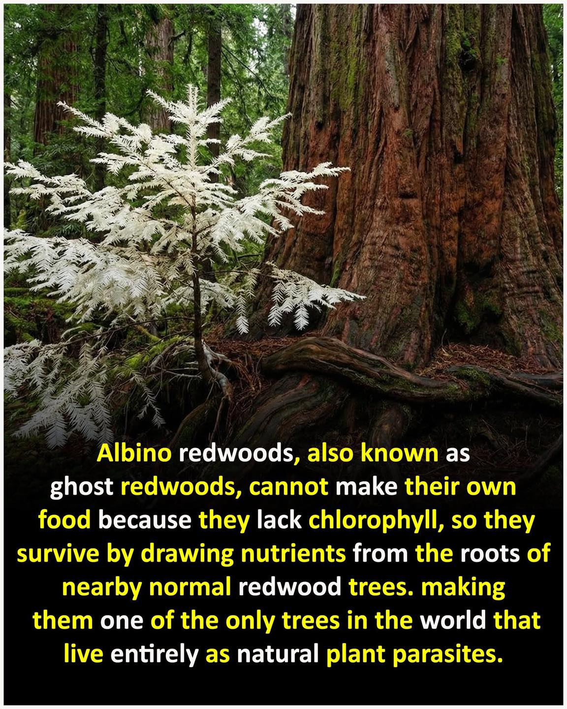 Arvin - Ang albino o “ghost” redwood ay walang chlorophyll, kaya hindi ...