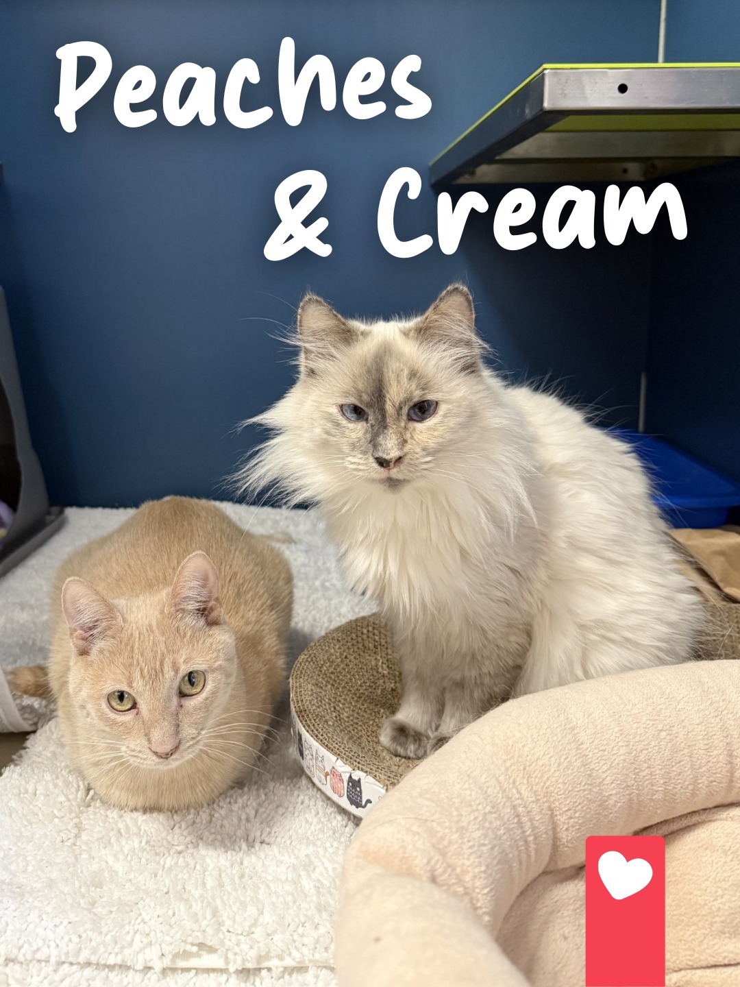 Humane - Peaches has been in our care for over 365 days... and along ...