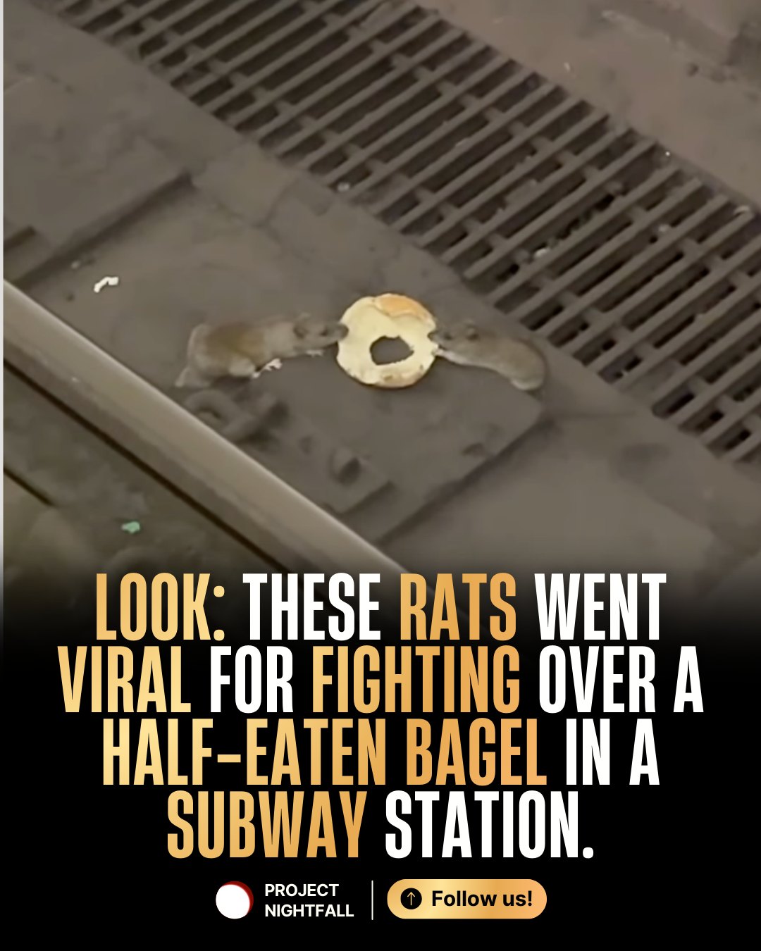 Project - I Bagel to differ, but this is peak NYC. 😅 Only in New York ...