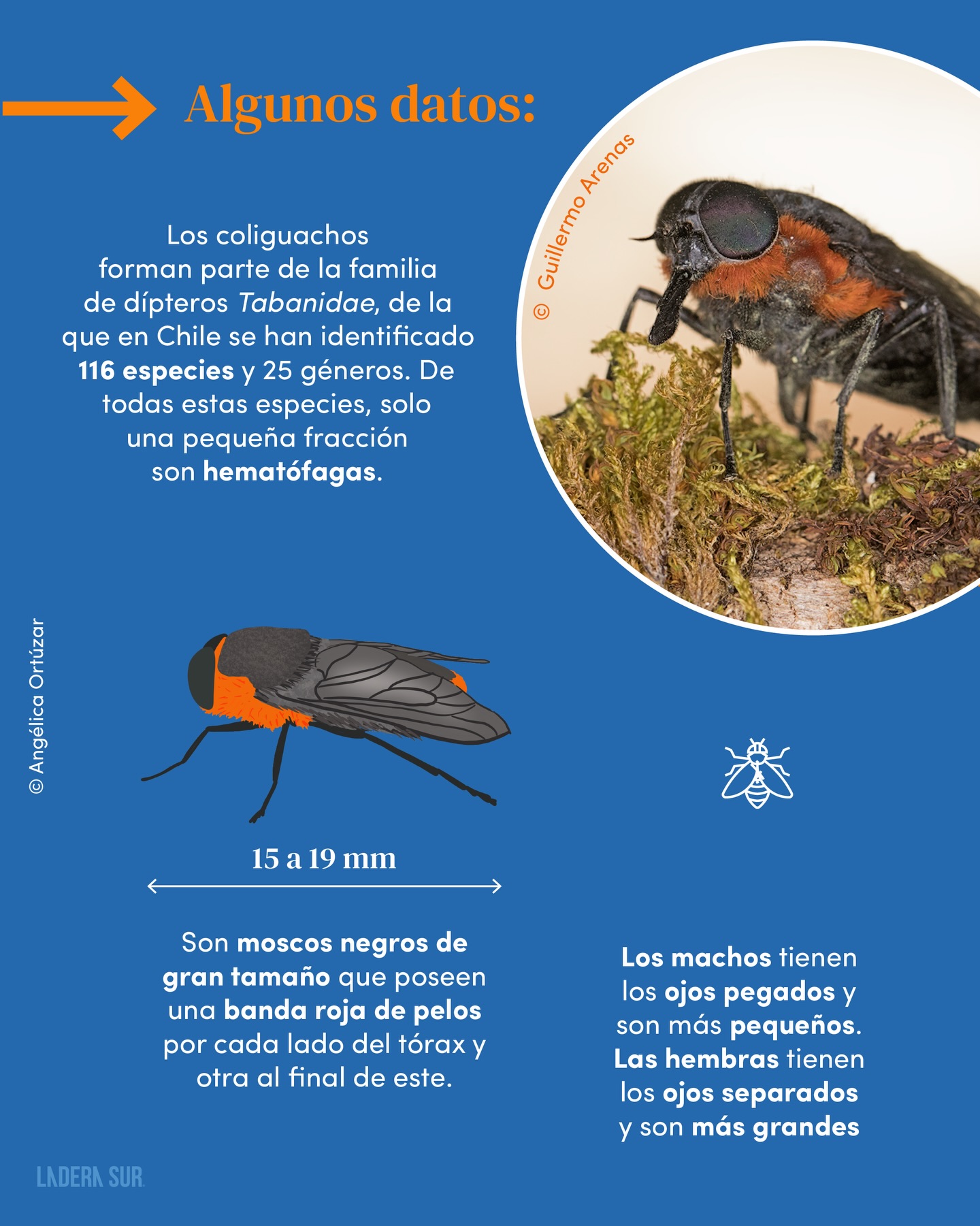 Ladera Sur - En los suelos existe una vasta diversidad de... | Facebook