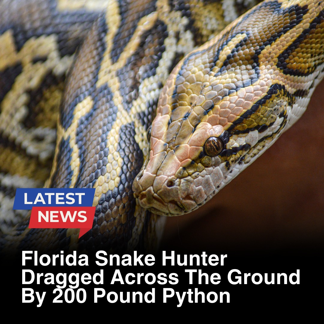 Outdoors.com - A Florida snake hunter had his work cut out for him ...