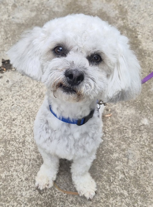 Archie is an adorable little Poodle/Shih Tzu mix who is 4 years