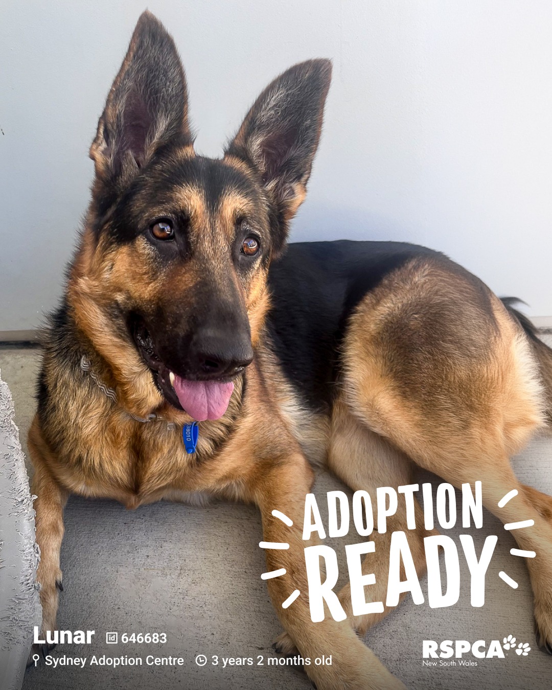 RSPCA - 🐶 Lunar – ID: 646683 3 years 2 months old 📍 Sydney Adoption ...
