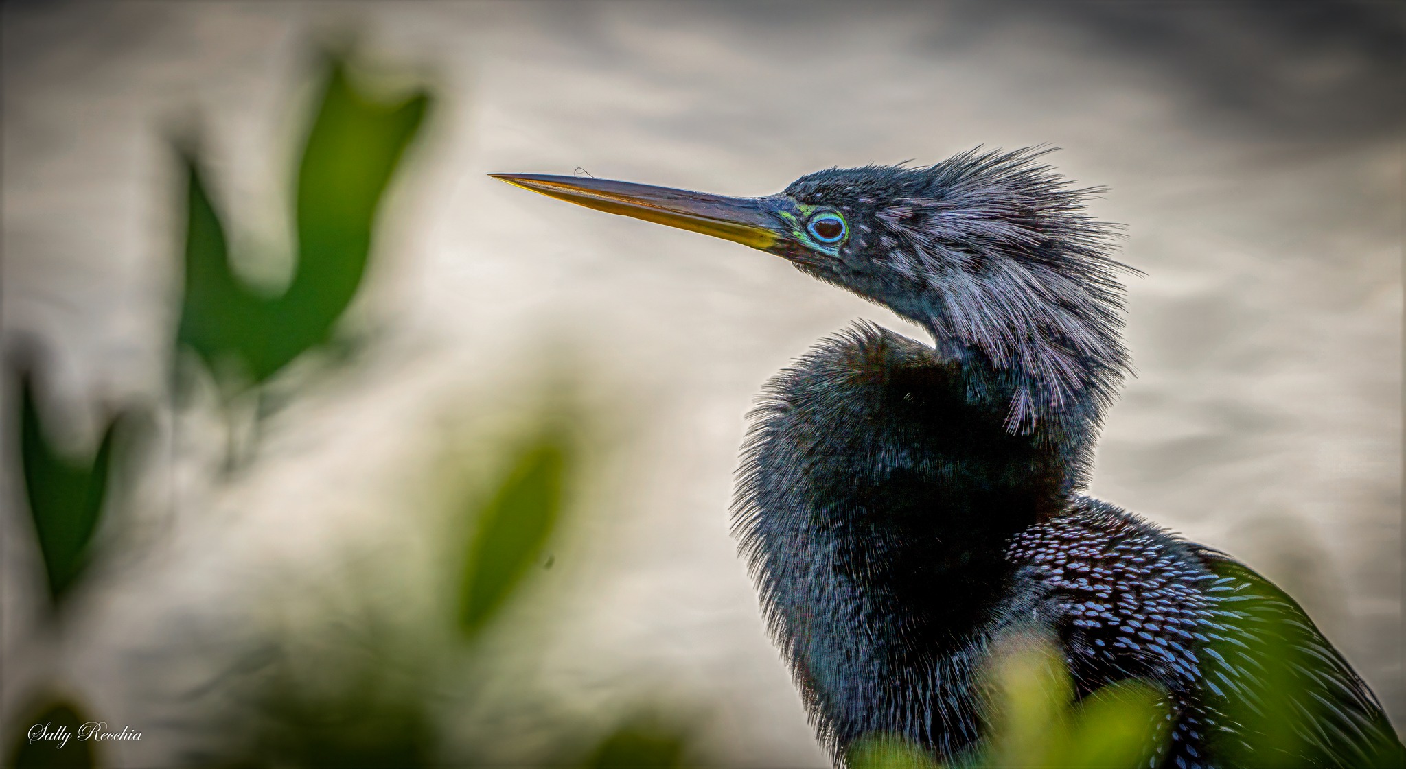 THE BEST OF THE UNIVERSE OF COLOUR PHOTOGRAPHY | Birds in the Anhinga ...