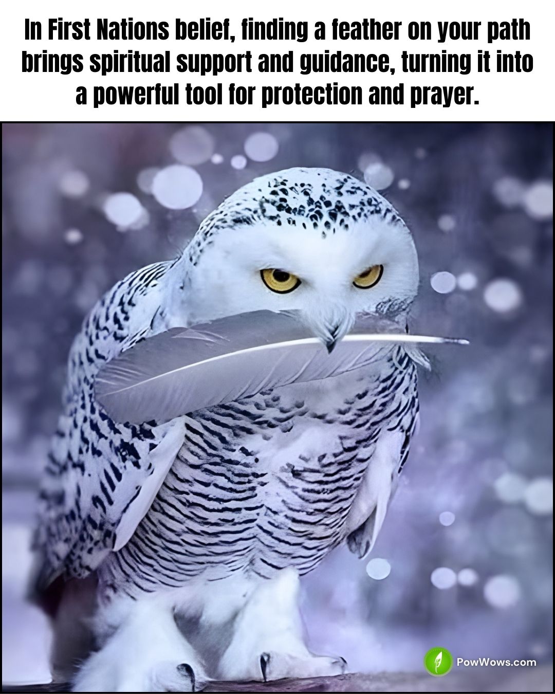 PowWows.com - In many traditions, feathers are sacred gifts—messages of ...