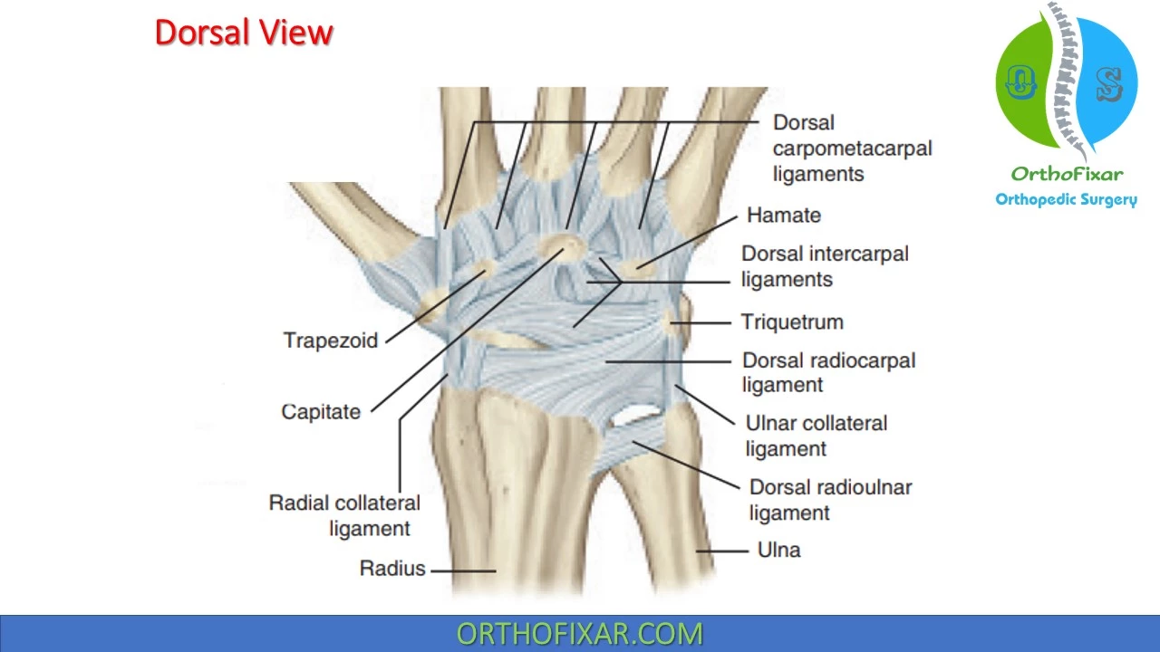Medial Hamstring Reflex... - OrthoFixar - Orthopedic Surgery | Facebook