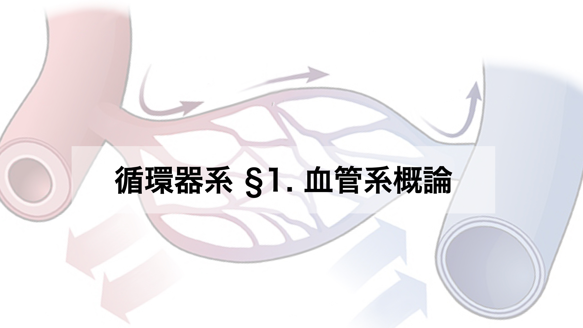 かずひろ先生の【徹底的国試対策】解剖学 - 静脈は動脈に比べて（ 膜）が薄く、管腔の形も不規則である。 (解答) 中膜 動脈と静脈を比較した ...