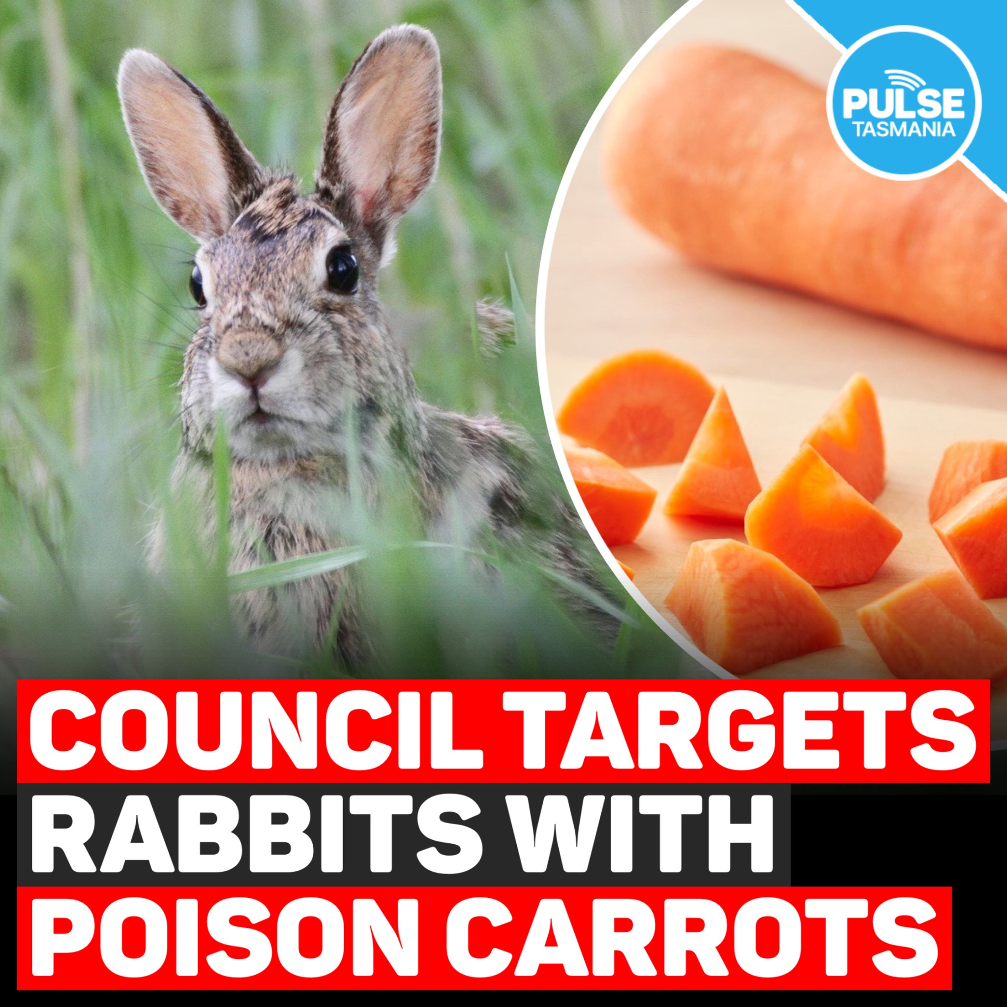 Pulse Tasmania - Green-dyed poison carrots have been laid... | Facebook