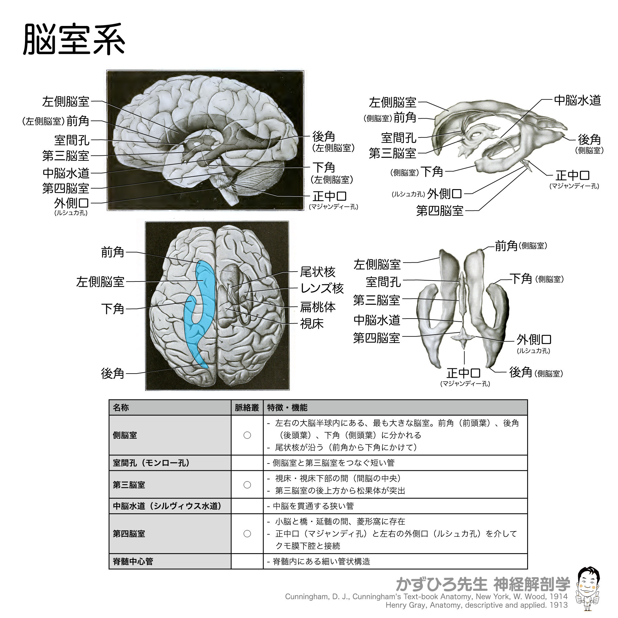 かずひろ先生の【徹底的国試対策】解剖学 - 静脈は動脈に比べて（ 膜）が薄く、管腔の形も不規則である。 (解答) 中膜 動脈と静脈を比較した ...